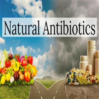 Iranian traditional medicine: Natural antibiotic